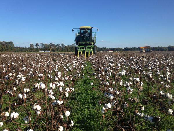 Cotton field with green clover growing around cotton plants